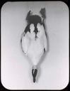 Image of Male Eider, Dead, Back View